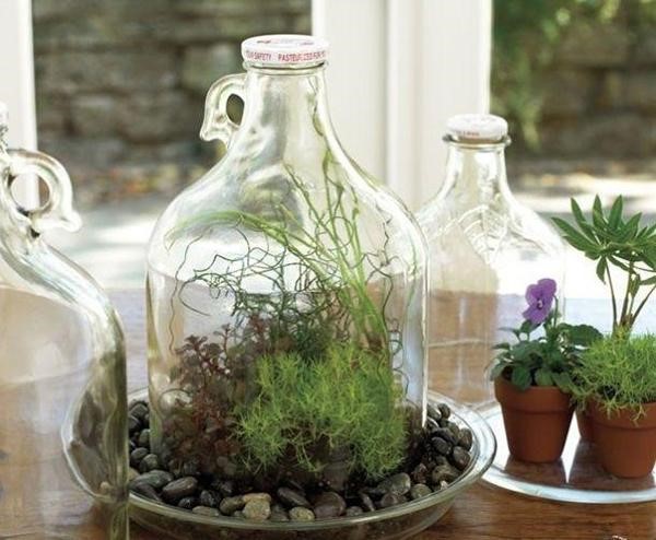 Coltivare piante in contenitori in vetro